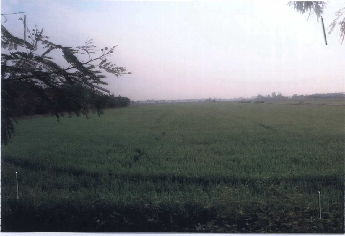ที่ดินเปล่า ปทุมธานี ลำลูกกา บึงทองหลาง 556400