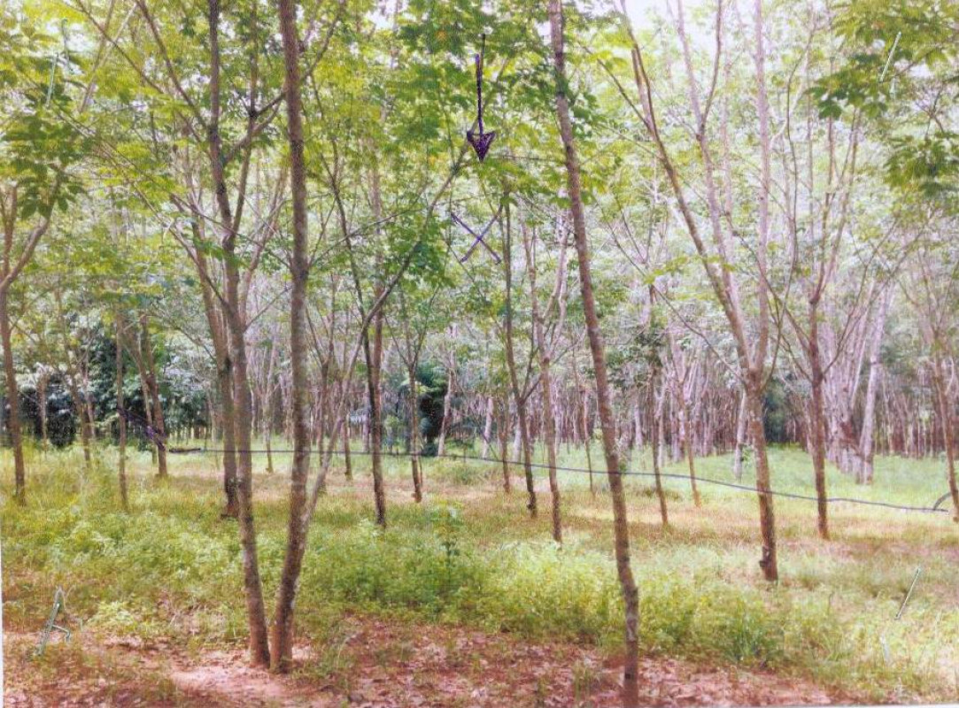 ที่ดินเปล่า นครศรีธรรมราช ชะอวด นางหลง 569700