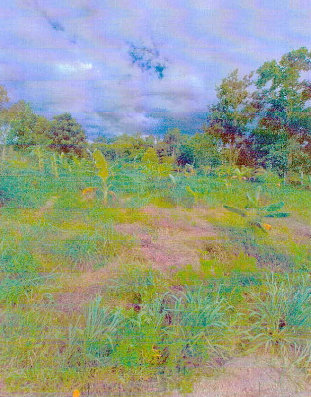 Residential land/lot Loei Tha Li Tha Li 133965