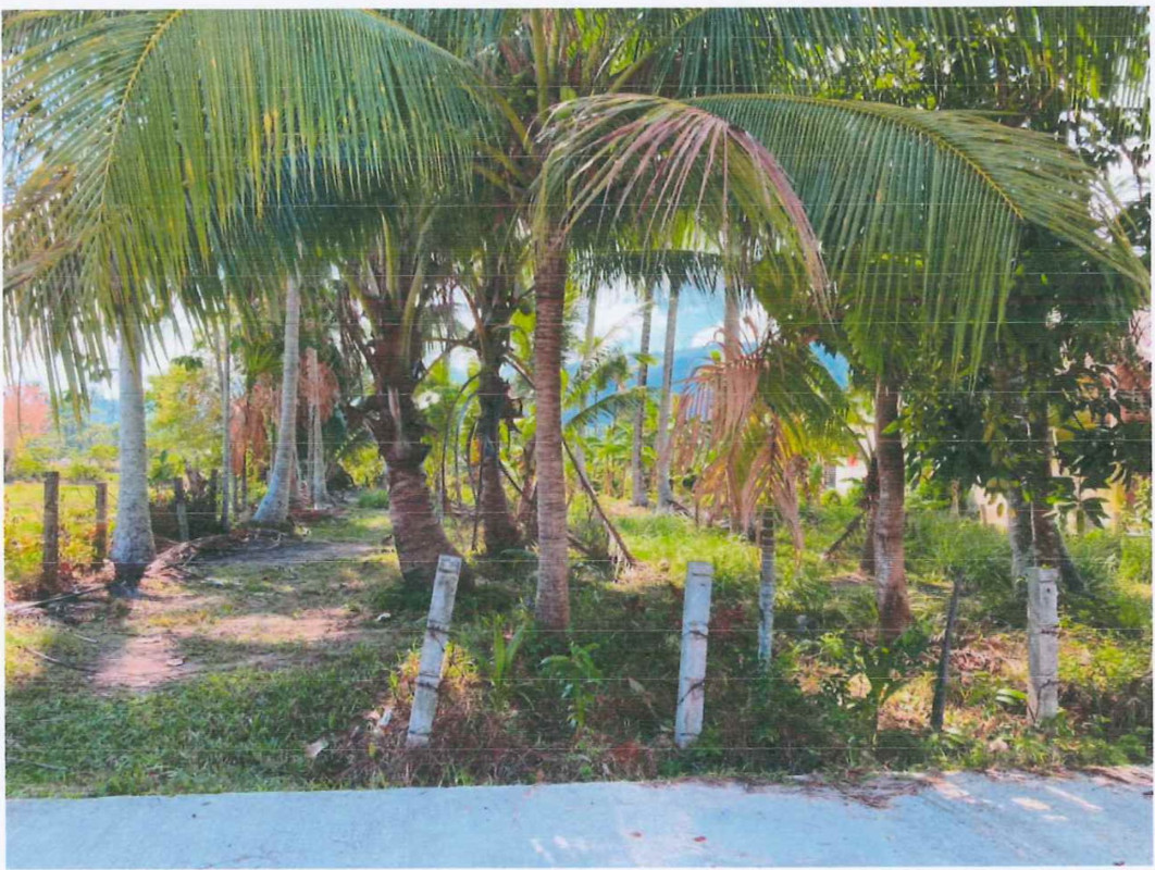 Residential land/lot Pattani Panare Khuan 218075