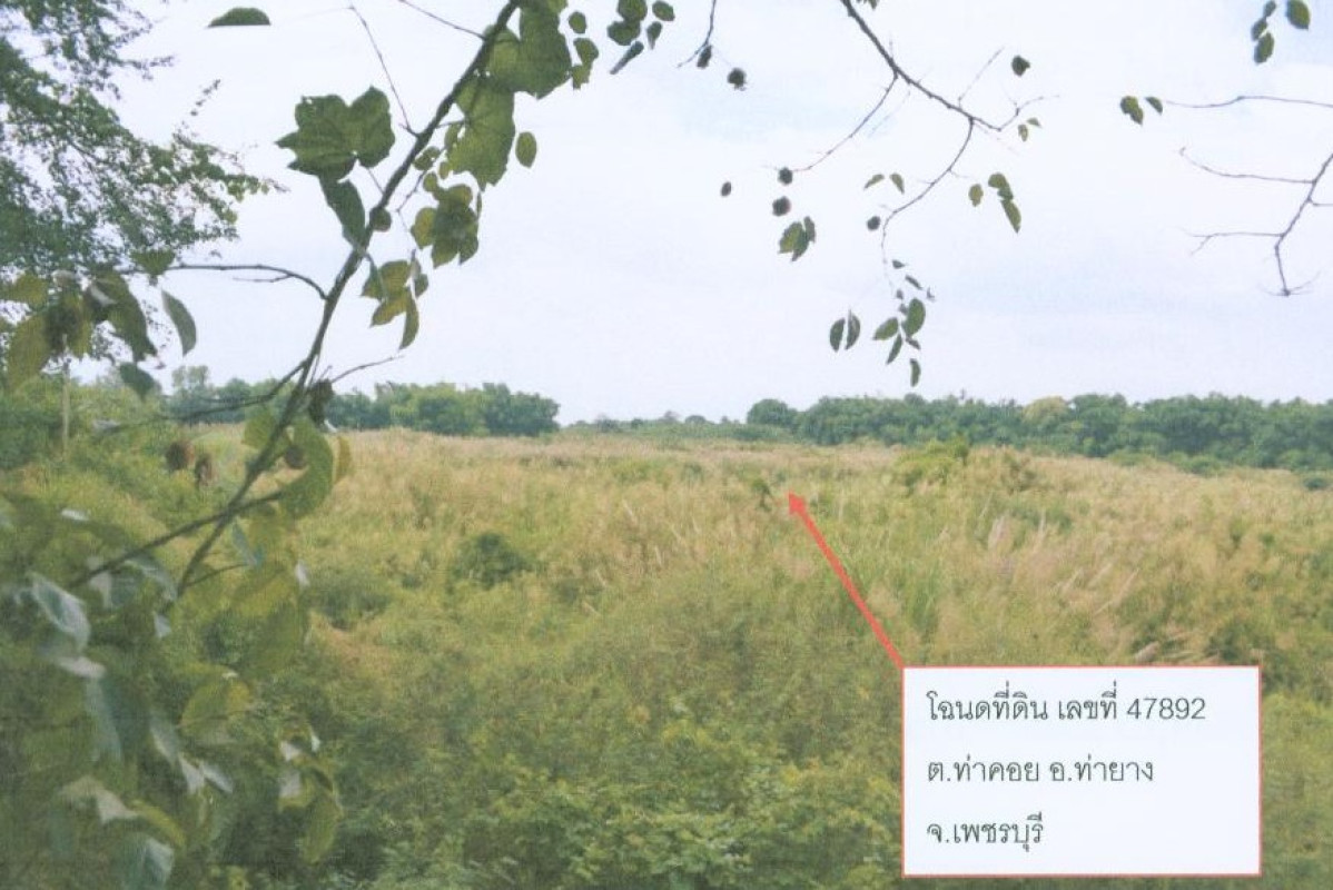 ที่ดินเปล่า เพชรบุรี เมืองเพชรบุรี ต้นมะม่วง 601200
