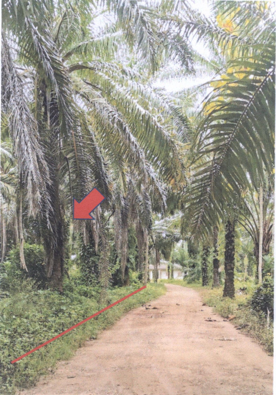 Residential land/lot Chumphon Tha Sae Khu Ring 454054
