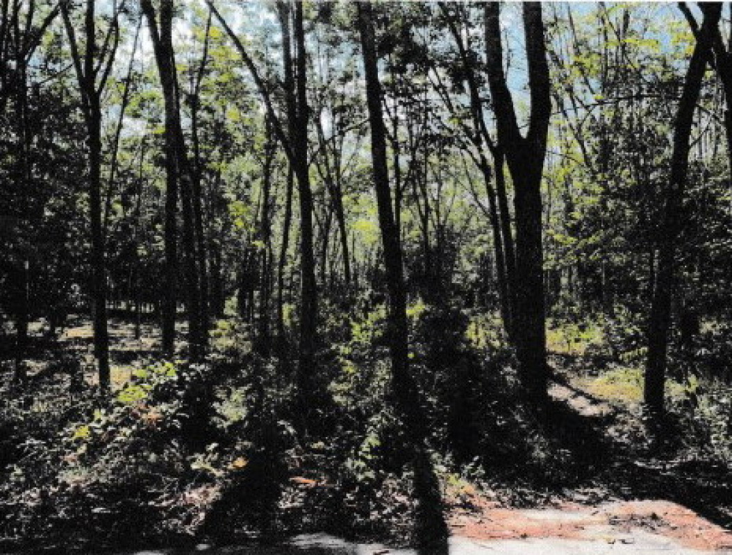 Residential land/lot Songkhla Thepha Tha Muang 589420