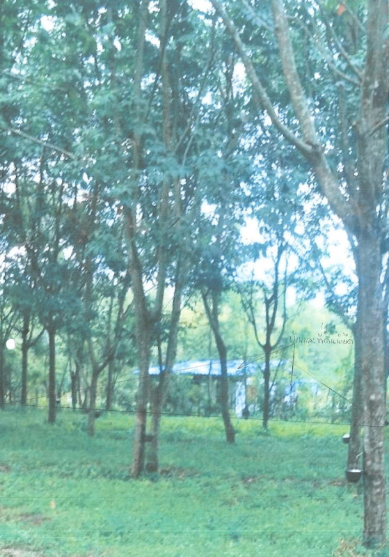 บ้านเดี่ยว ปราจีนบุรี กบินทร์บุรี นนทรี 211175