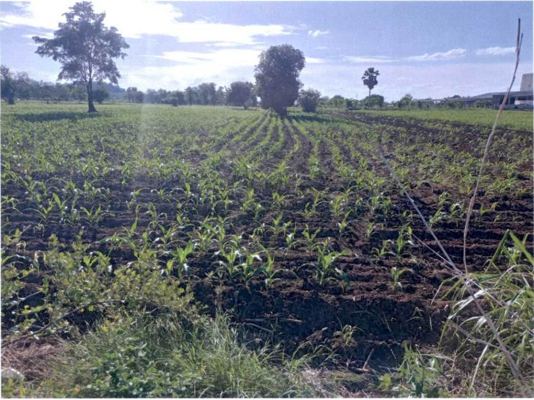 Residential land/lot Phetchabun Bueng Sam Phan Kan Chu 554500