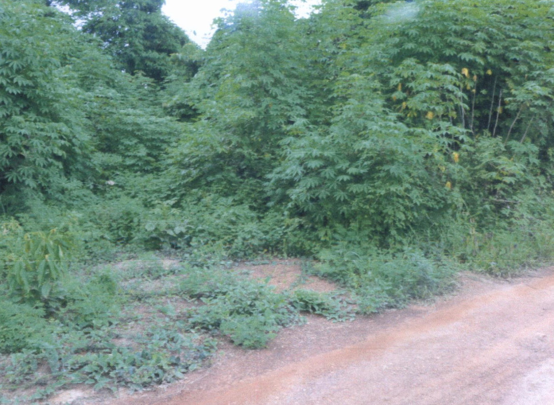 Residential land/lot Phrae Wang Chin Wang Chin 343800