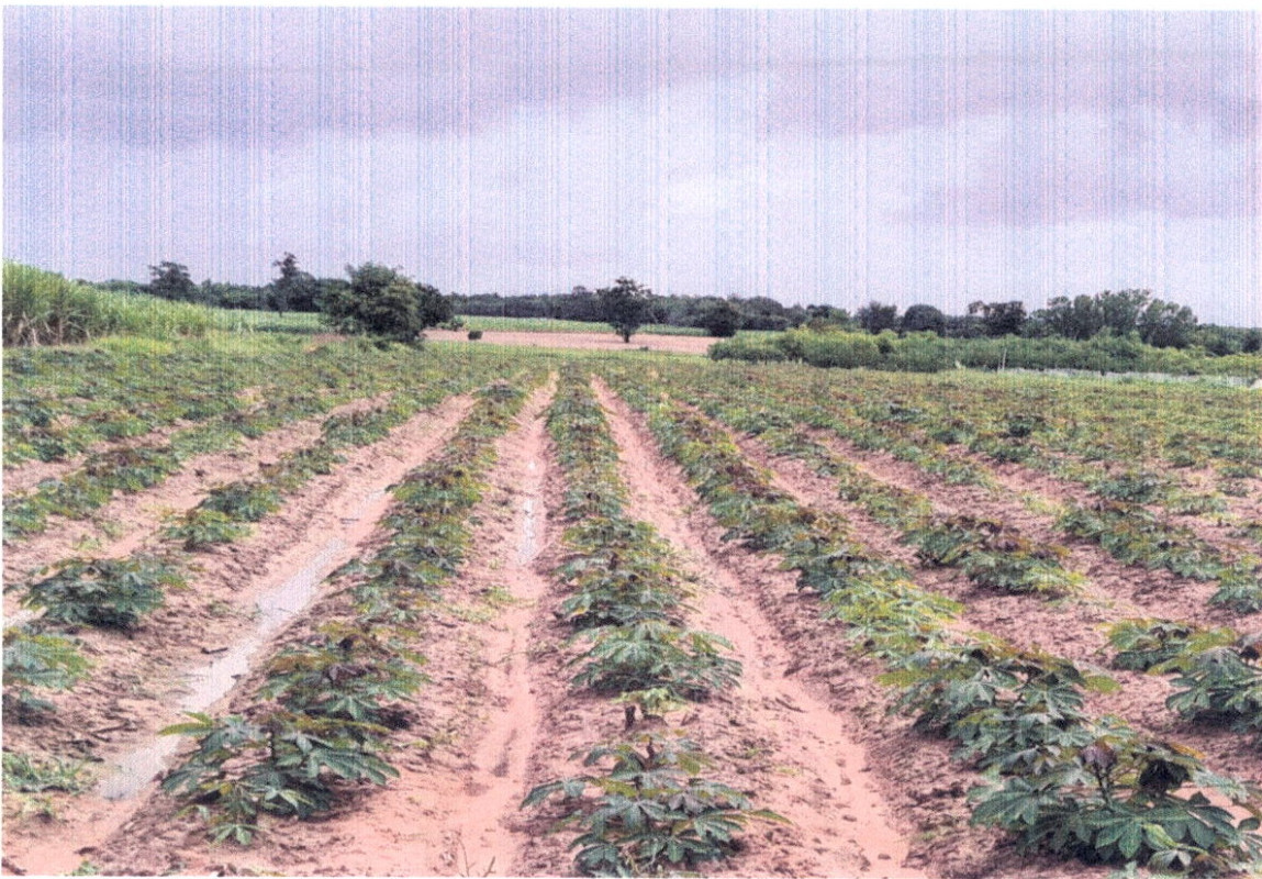 ที่ดินเปล่า กาฬสินธุ์ หนองกุงศรี เสาเล้า 240000