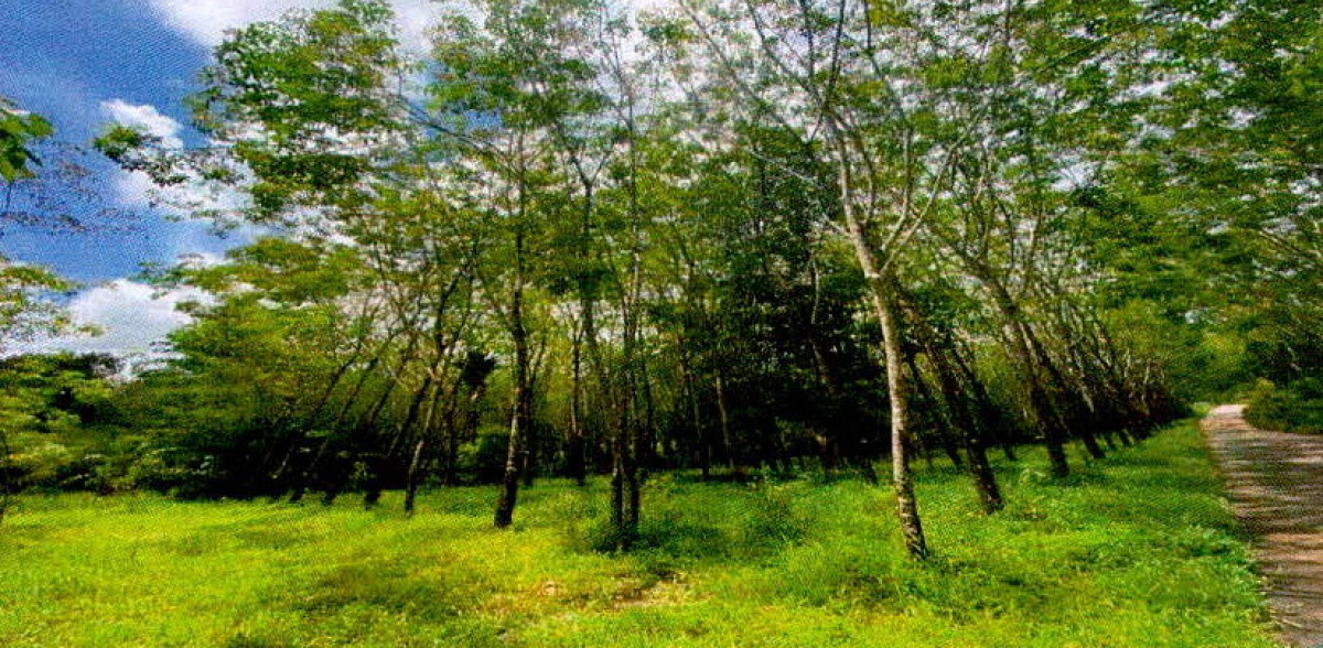 ที่ดินเปล่า ระนอง สุขสำราญ นาคา 735000