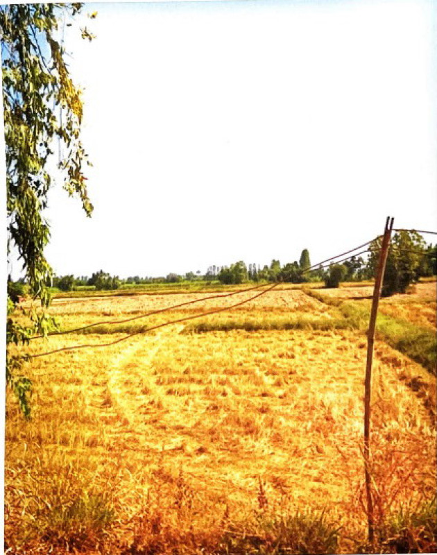 ที่ดินเปล่า กาฬสินธุ์ หนองกุงศรี หนองสรวง 916000