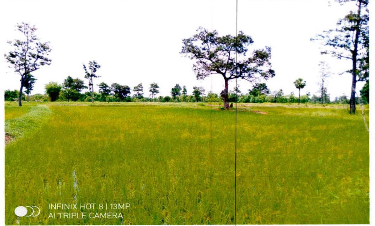 ที่ดินเปล่า อุบลราชธานี เขมราฐ หนองนกทา 117500