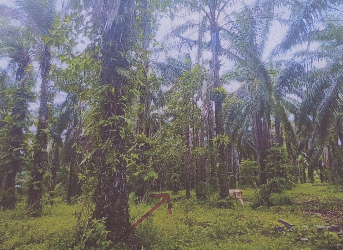 Residential land/lot Phangnga Thap Put Thap Put 441600