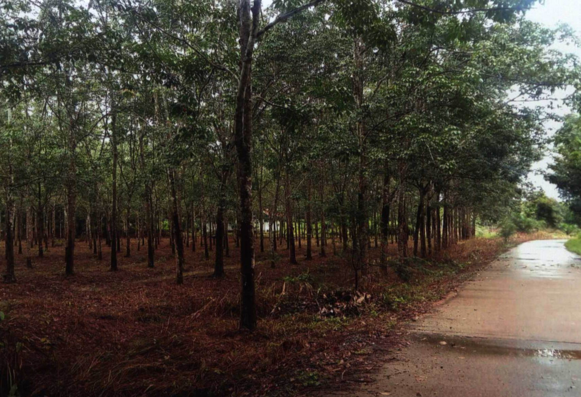 ที่ดินเปล่า นครศรีธรรมราช ชะอวด ควนหนองหงษ์ 231050