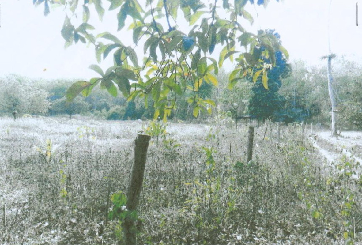 ที่ดินเปล่า นครศรีธรรมราช ชะอวด นางหลง 433500