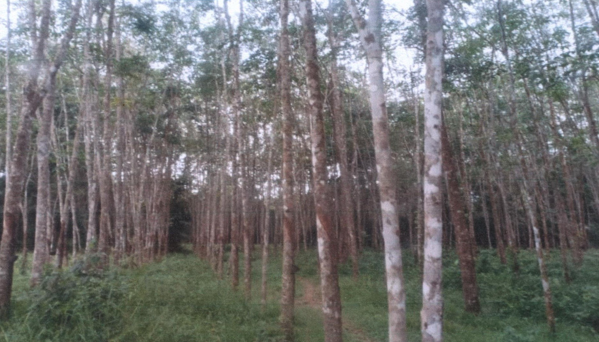 ที่ดินเปล่า พัทลุง เมืองพัทลุง นาโหนด 166628