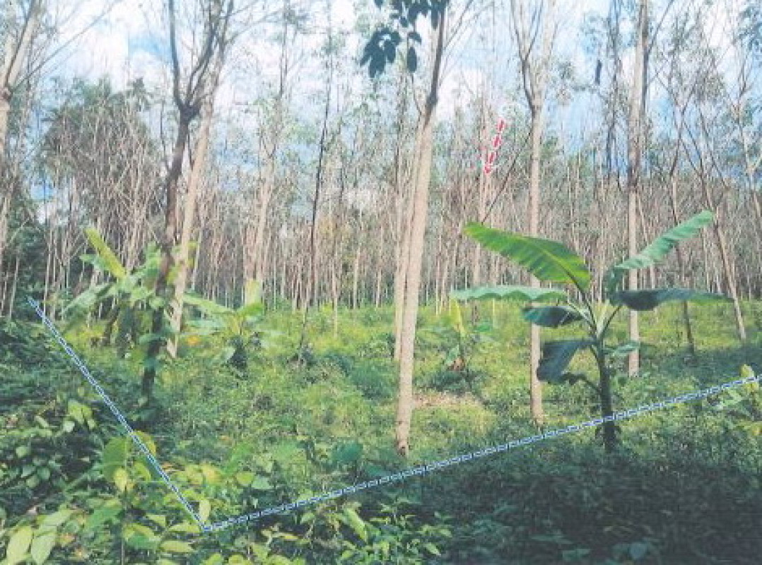 Residential land/lot Nakhon Si Thammarat Nopphitam Na Reng 552000