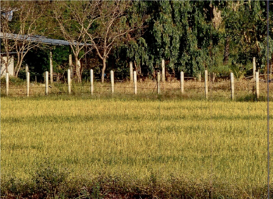 Residential land/lot Nakhon Ratchasima Phimai Nong Rawiang 336000