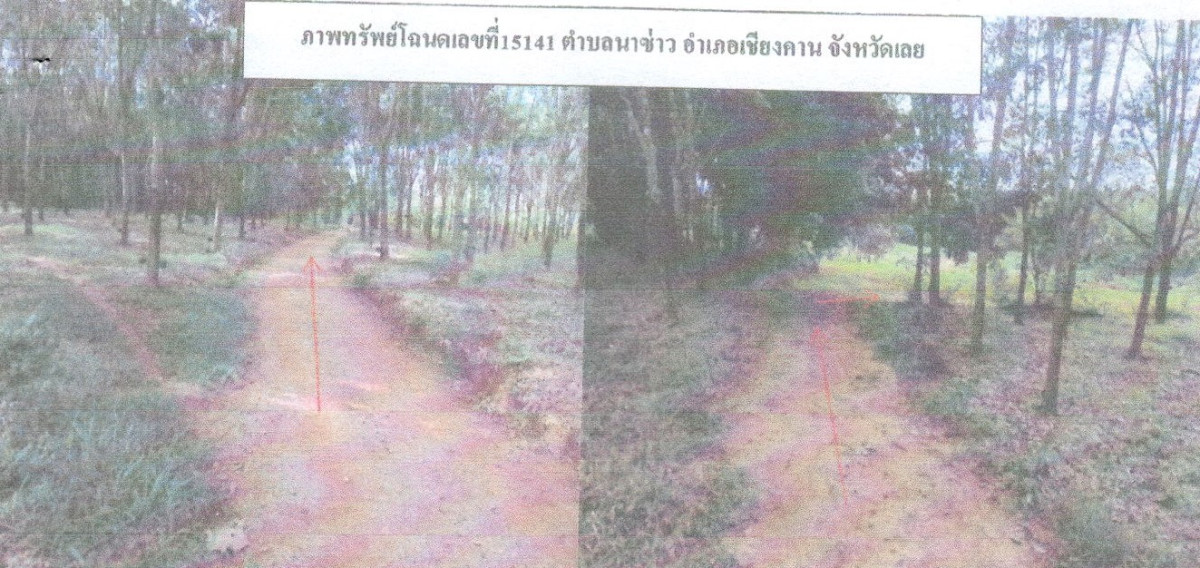 ที่ดินเปล่า เลย เชียงคาน นาซ่าว 1330560