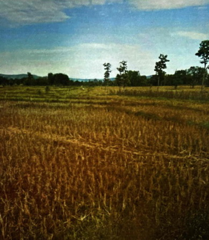 ที่ดินเปล่า กาฬสินธุ์ นาคู บ่อแก้ว 189000