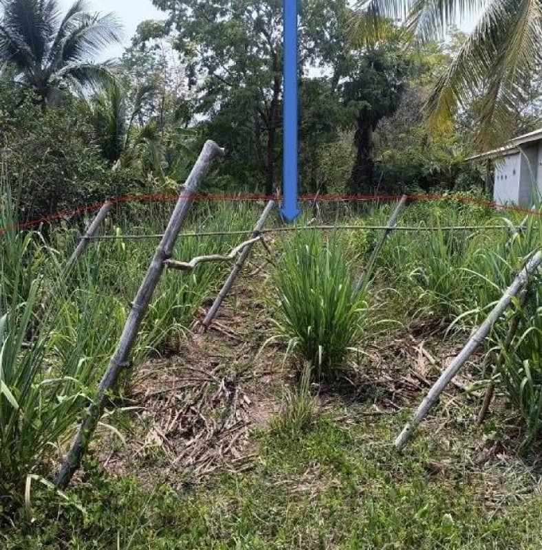 Residential land/lot Prachin Buri Na Di Kaeng Dinso 16320