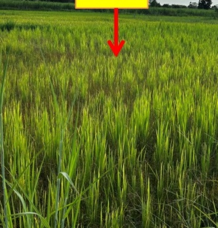 ที่ดินเปล่า กาฬสินธุ์ สมเด็จ ผาเสวย 308000