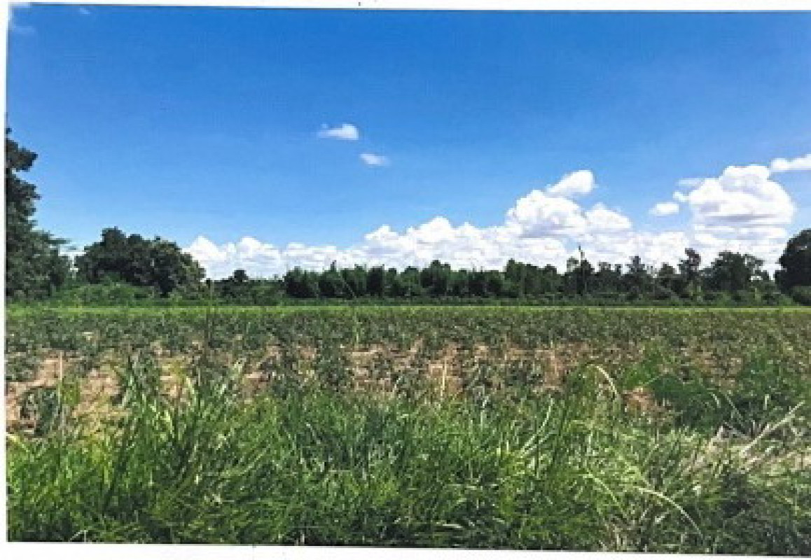 ที่ดินเปล่า กาฬสินธุ์ เมืองกาฬสินธุ์ ขมิ้น 705000