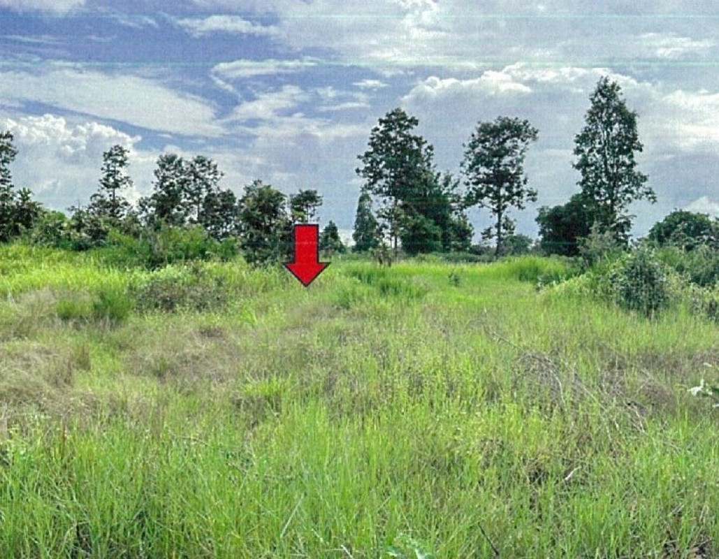 ที่ดินเปล่า อุบลราชธานี พิบูลมังสาหาร นาโพธิ์ 276250