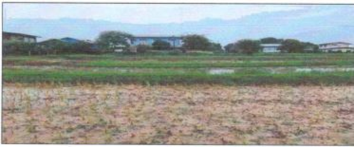 Residential land/lot Udon Thani Phen Na Bua 186450