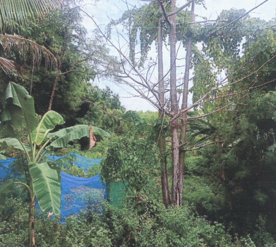Residential land/lot Surin Chumphon Buri Krabueang 26500