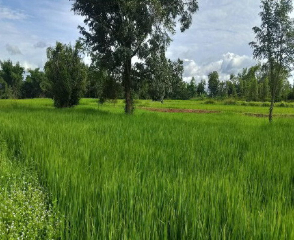 ที่ดินเปล่า กาฬสินธุ์ เขาวง สระพังทอง 199150