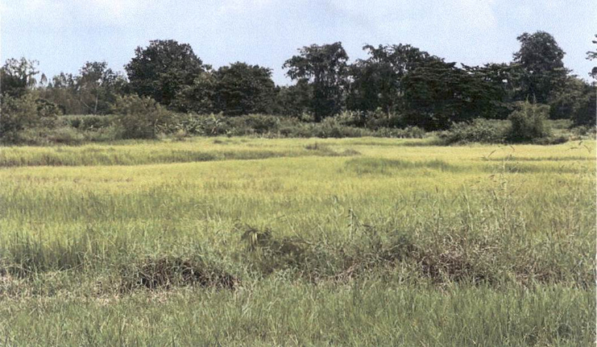 ที่ดินเปล่า กาฬสินธุ์ เมืองกาฬสินธุ์ ลำปาว 318000