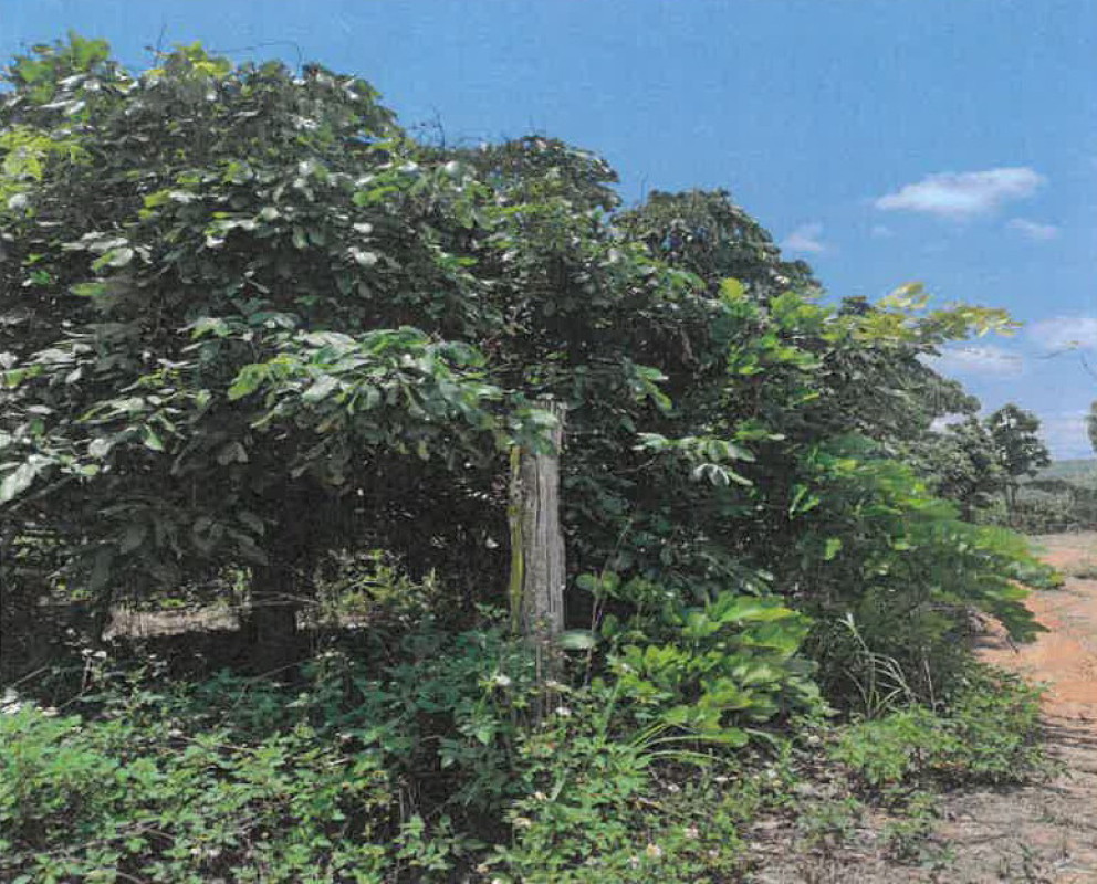 Residential land/lot Chiang Mai Phrao Khuean Phak 137616