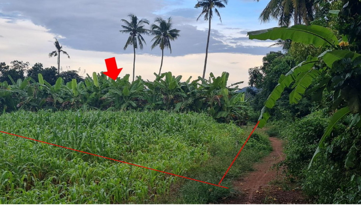 ที่ดินเปล่า สุโขทัย ศรีสัชนาลัย สารจิตร 296000