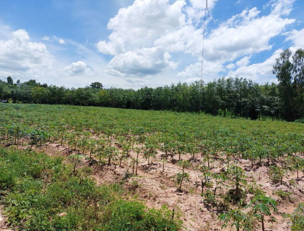 Residential land/lot Ubon Ratchathani Nam Yuen Dom Pradit 970640