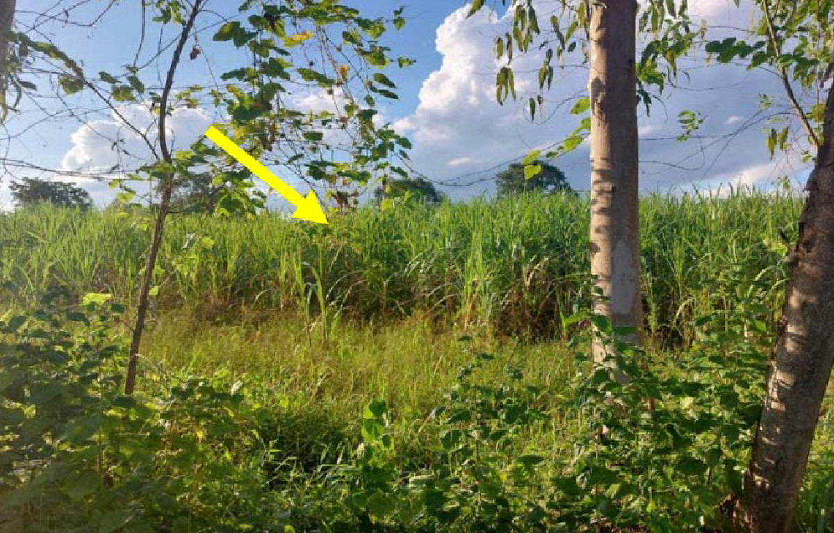 Residential land/lot Sakon Nakhon Song Dao Watthana 699990