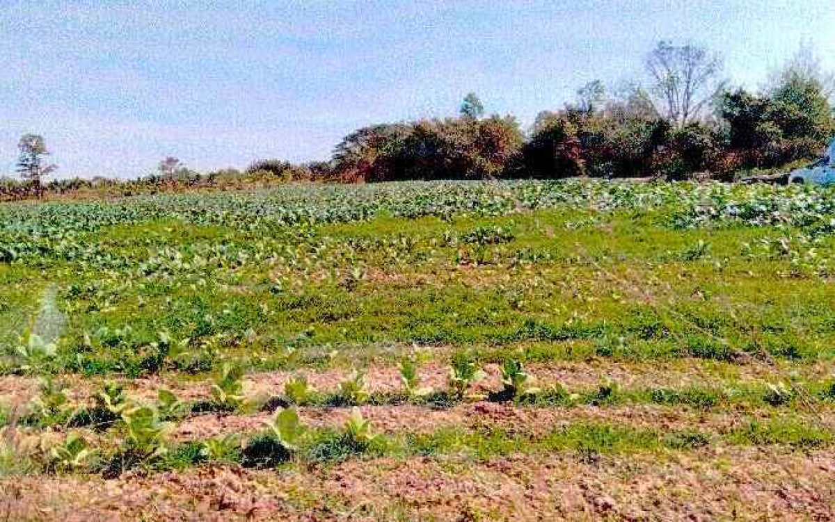 Residential land/lot Nong Khai Tha Bo Nong Nang 689700
