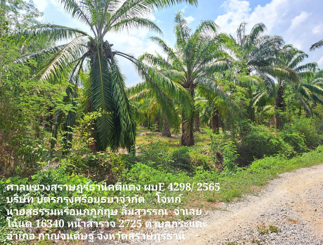 ที่ดินเปล่า สุราษฎร์ธานี กาญจนดิษฐ์ กะแดะ 1000300