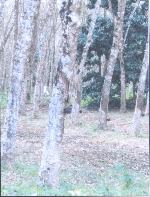 ที่ดินเปล่า ยะลา รามัน ตะโล๊ะหะลอ 358872