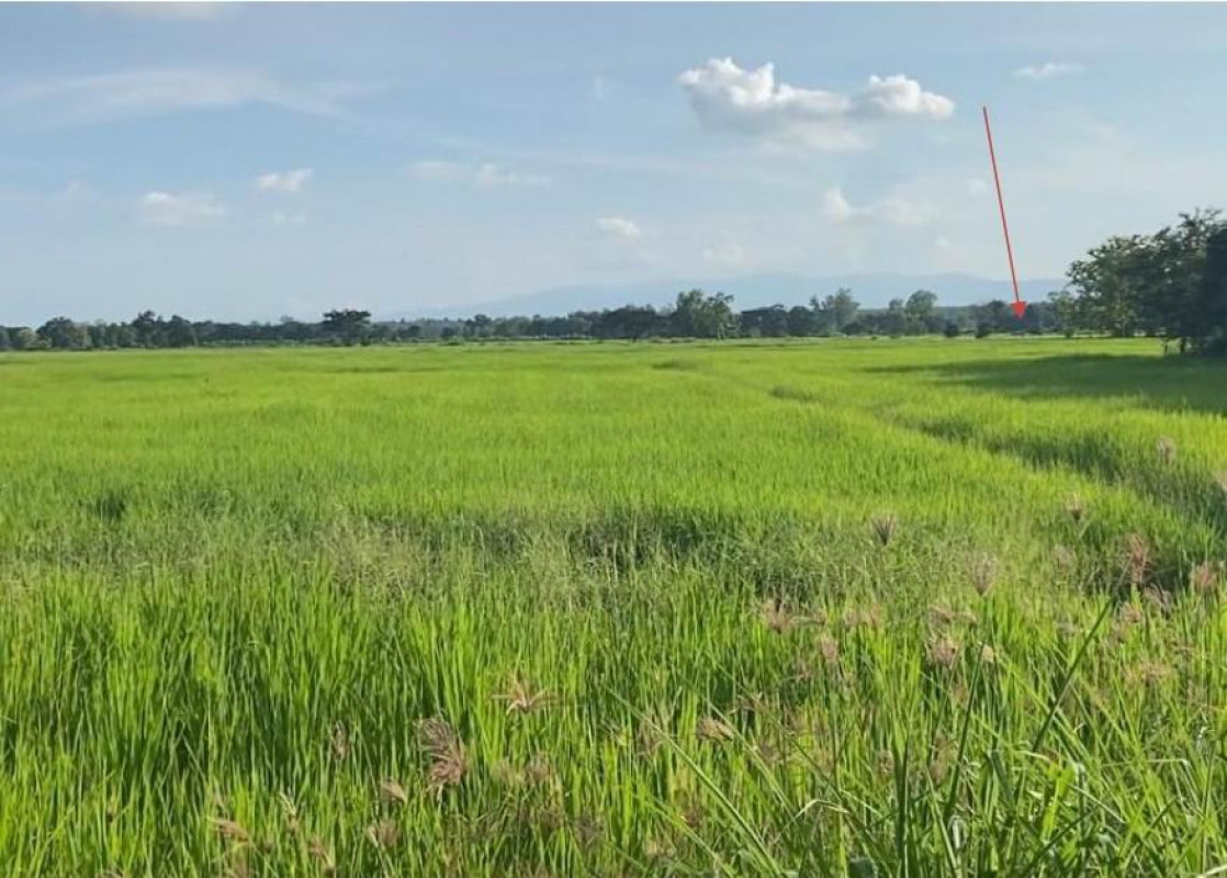 ที่ดินเปล่า พะเยา ภูกามยาว ดงเจน 260550