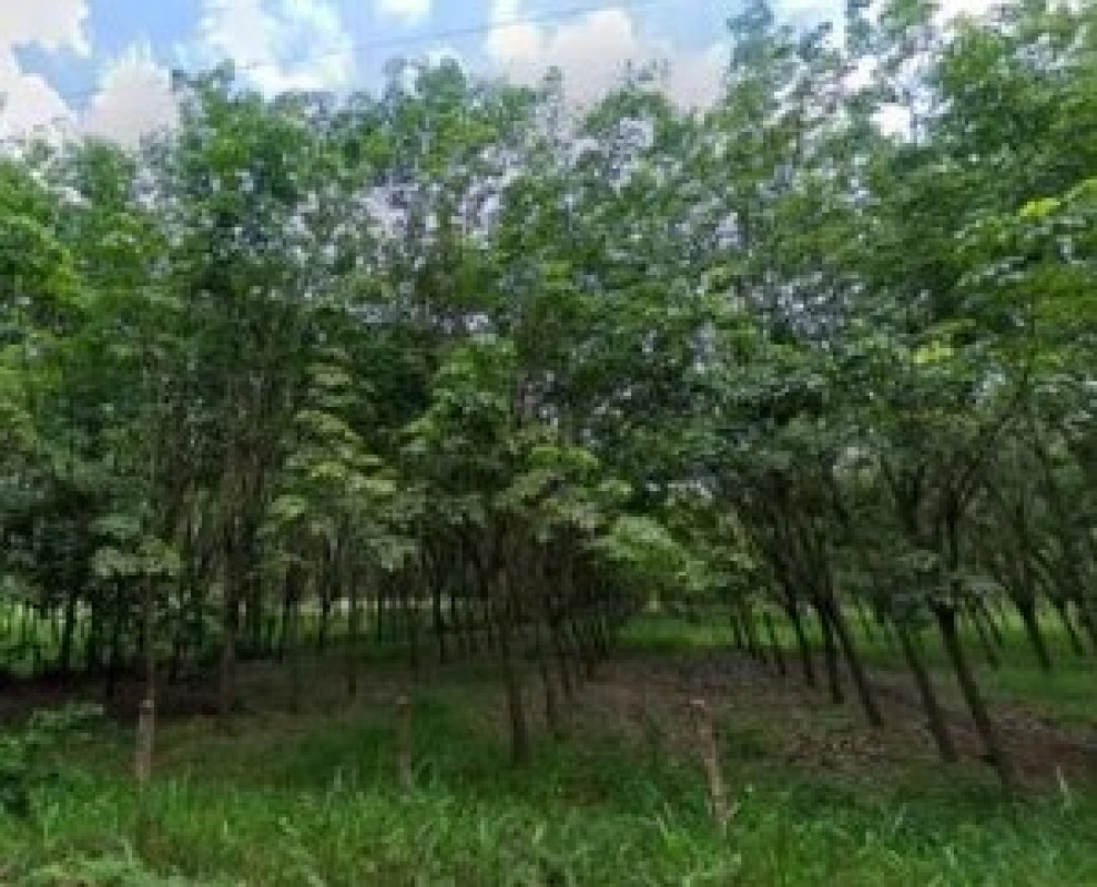ที่ดินเปล่า กาฬสินธุ์ สมเด็จ ลำห้วยหลัว 3680000