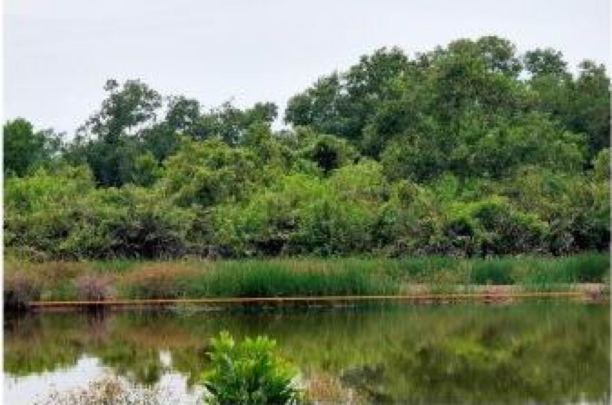 ที่ดินเปล่า จันทบุรี ท่าใหม่ ยายร้า 652800