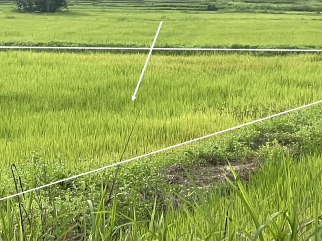 ที่ดินเปล่า สกลนคร พังโคน ต้นผึ้ง 318400