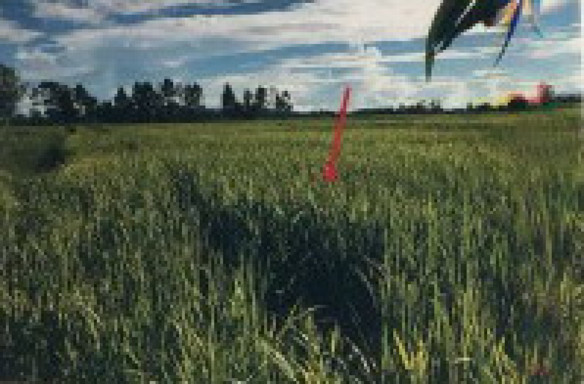 Residential land/lot Chiang Rai Thoeng Plong 504960