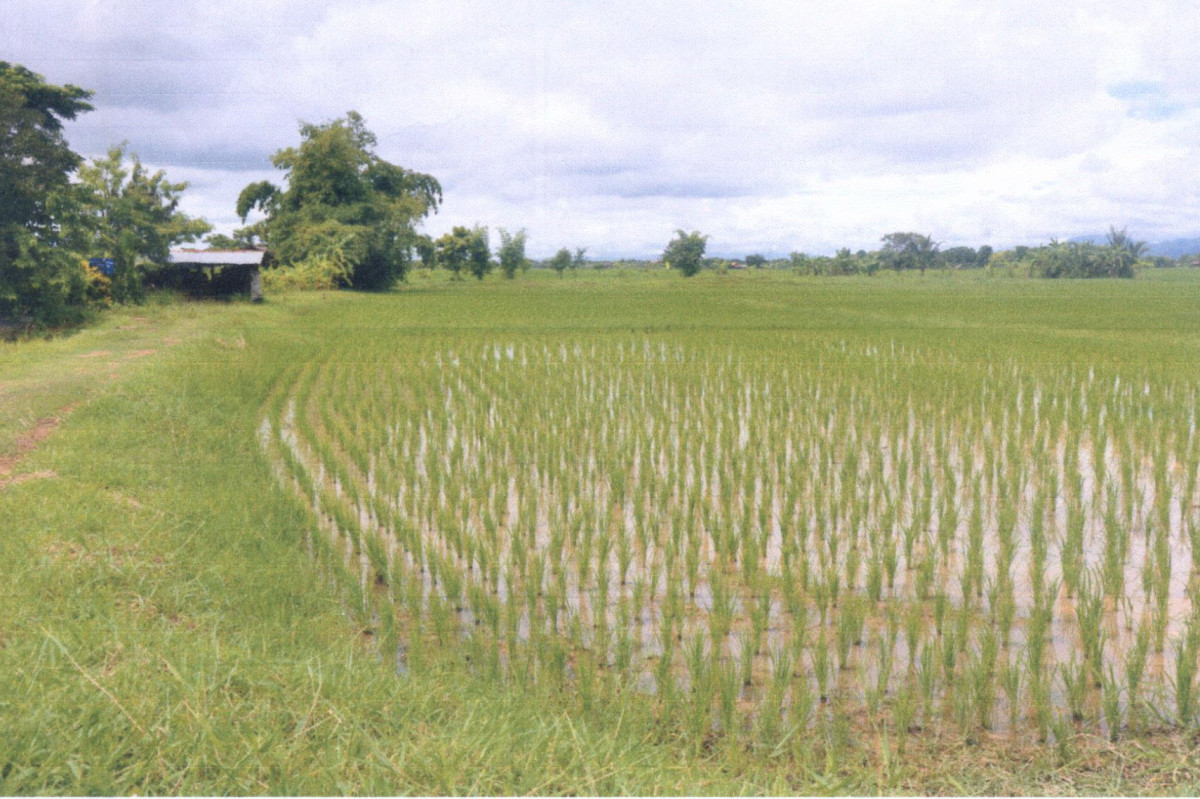Residential land/lot Phrae Mueang Phrae Thung Hong 201780