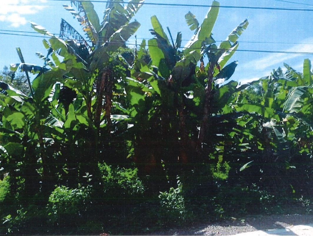 Residential land/lot Surat Thani Phunphin Tha Kham 153000