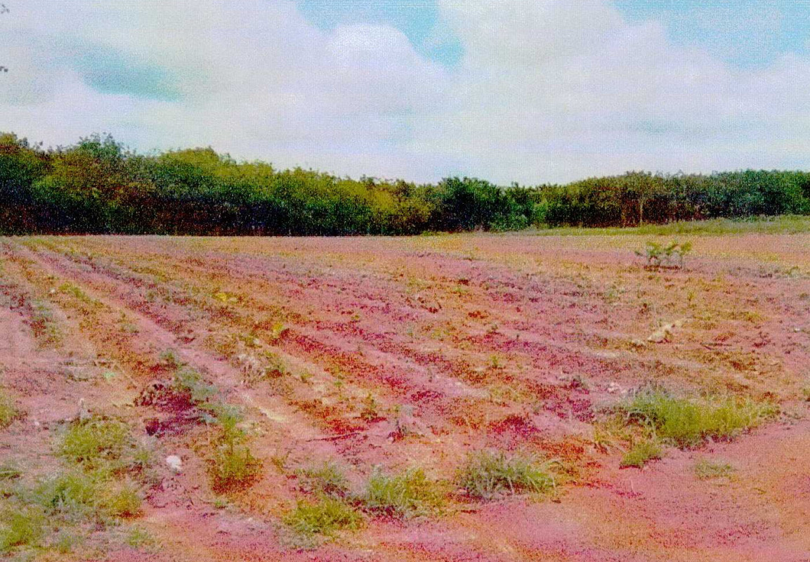 ที่ดินเปล่า บึงกาฬ โซ่พิสัย ถ้ำเจริญ 1492500