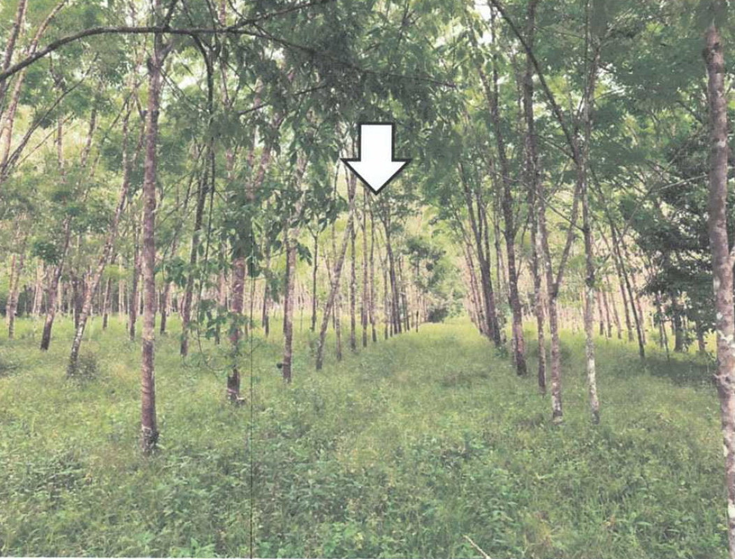 ที่ดินเปล่า นราธิวาส เมืองนราธิวาส บางปอ 176265