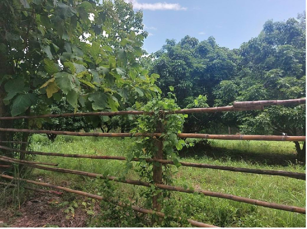 Residential land/lot Phayao Dok Khamtai Khue Wiang 827500
