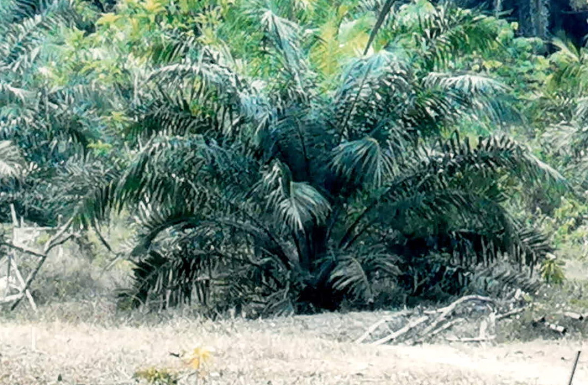 Residential land/lot Surat Thani Ban Na Doem Ban Na 1120000