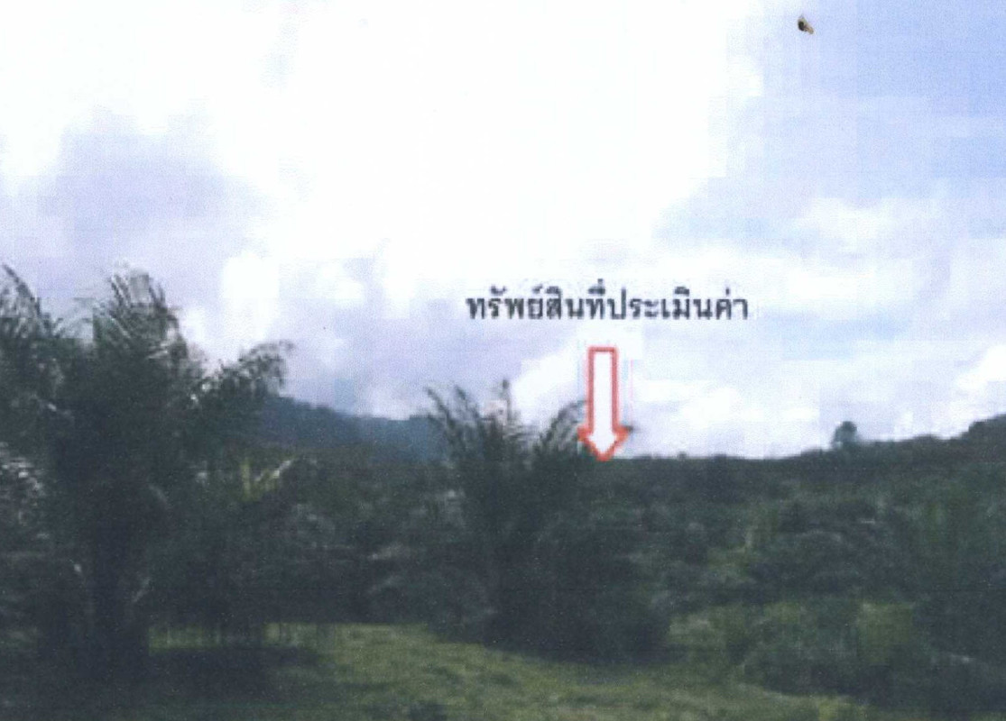 ที่ดินเปล่า สุราษฎร์ธานี บ้านตาขุน เขาวง 11855000