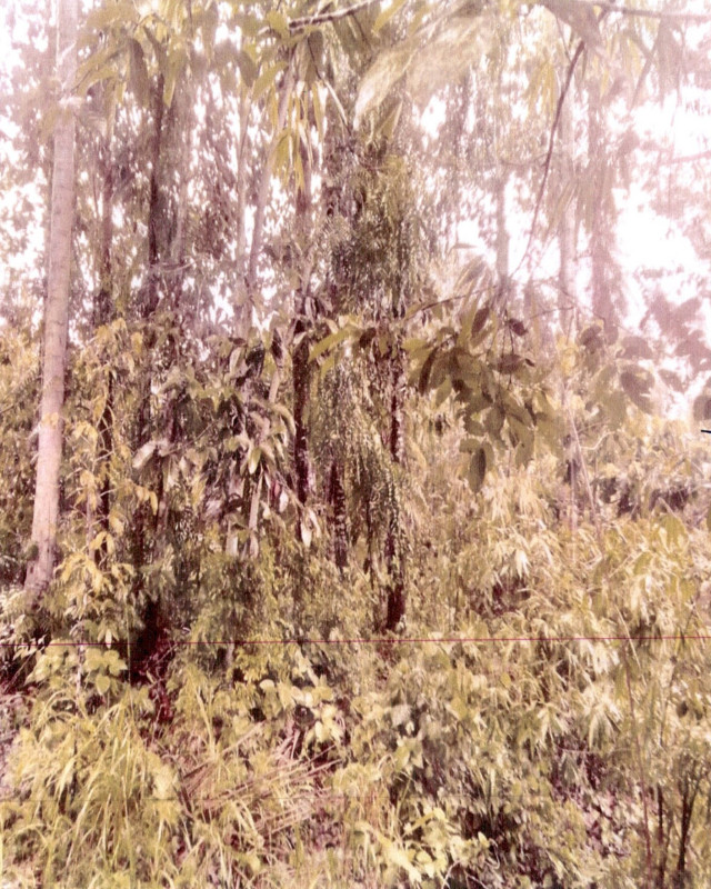 Residential land/lot Surat Thani Phunphin Bang Ngon 137300